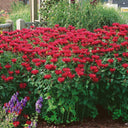 'Red Shades' Bee Balm, 10 Seeds