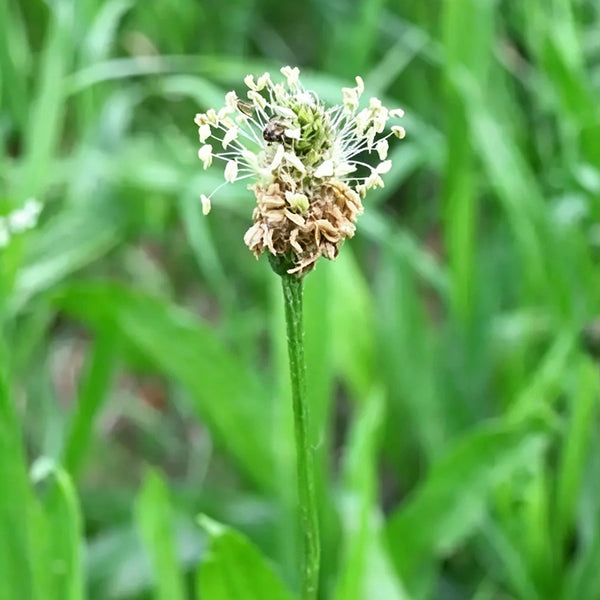 English Ribwort Plantain, 10 Seeds