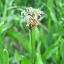 English Ribwort Plantain, 10 Seeds