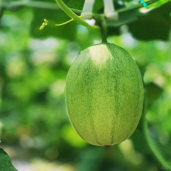 Qingshami Muskmelon Seeds, 50 Seeds