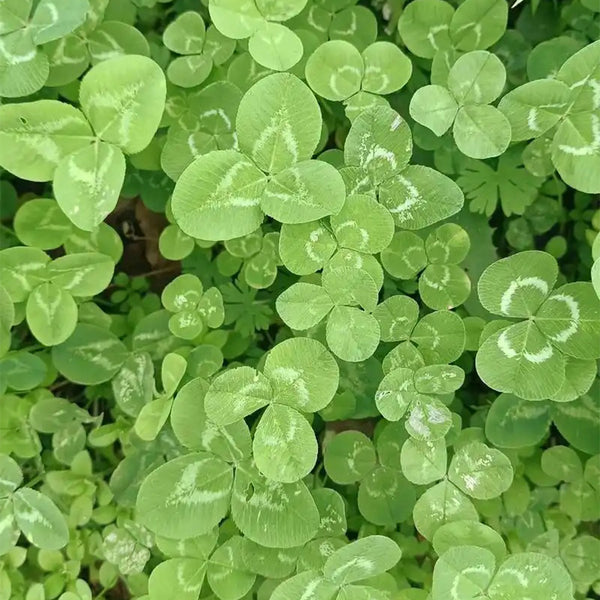 White Clover, 2000 Seeds