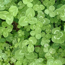 White Clover, 2000 Seeds
