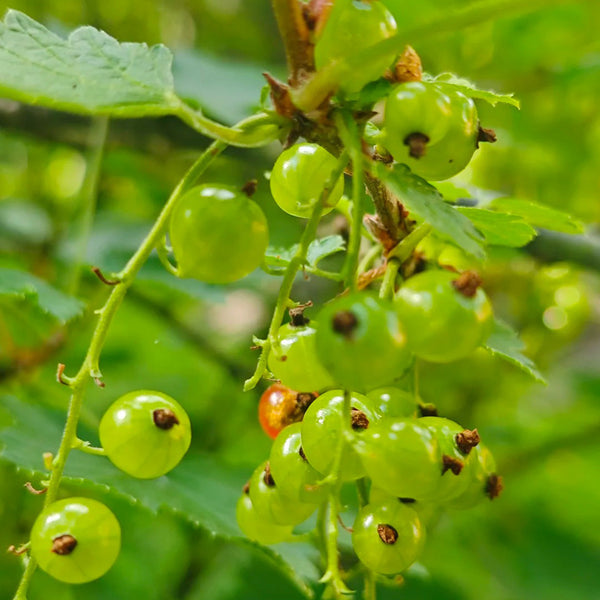 Red Currant, 10 Seeds