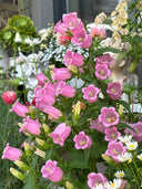 Canterbury Bells, Pink