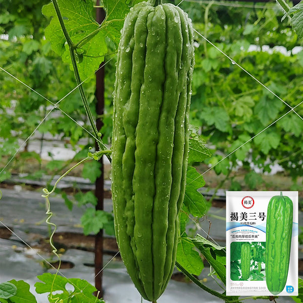 'Jiemei No.3' Bitter Gourd, 10 Seeds