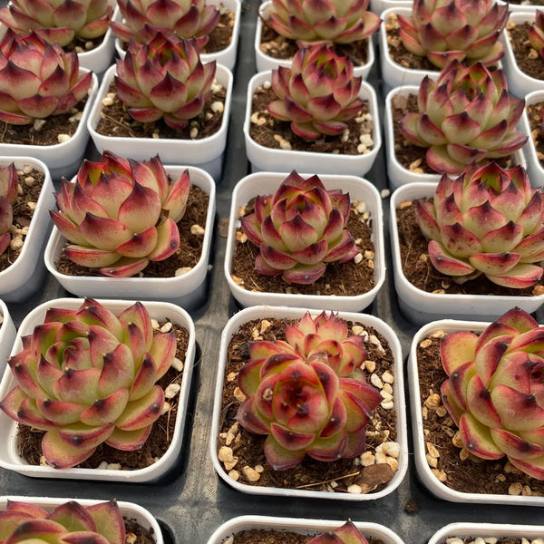 Echeveria cv. 'Gilva', 3pcs x 1-head