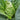 Huachen Oxheart Cabbage Seeds, 10g