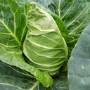 Huachen Oxheart Cabbage Seeds, 10g