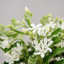 White Tweedia Seeds, 50 Seeds