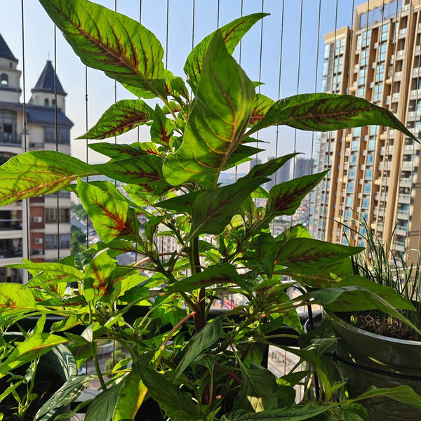 Willow-Leaf Red Amaranth Seeds, 10g
