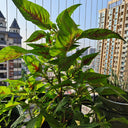 Willow-Leaf Red Amaranth Seeds, 10g