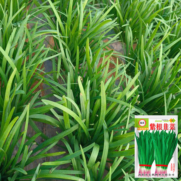 Purple Root Chinese Chives Seeds, 10g
