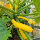 Imperial Concubine Zucchini Seeds, 15 Seeds