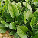 Japanese Large-Leaf Spinach Seeds, 50g