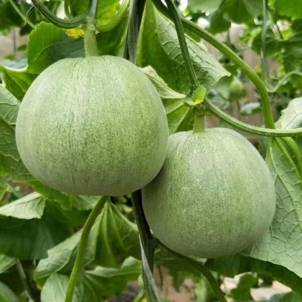 Xin Meiyu F1 Melon Seeds, 10g