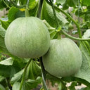 Xin Meiyu F1 Melon Seeds, 10g