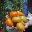 Yellow Roman Tomato Seeds, 100 Seeds