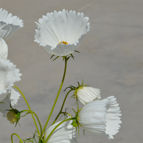 Hezhichun Cosmos bipinnatus 'Cupcakes White' Seeds, 1g