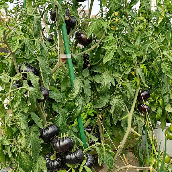 868 Brilliant Sun Tomato, 5 Seeds
