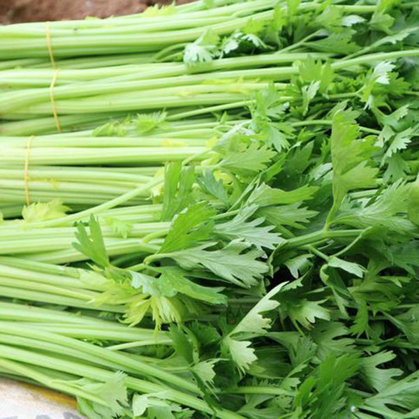 Michelin Fruit Celery Seeds, 10g