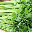 Michelin Fruit Celery Seeds, 10g