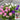 Hezhichun Mixed Color Canterbury Bells Seeds, 1g