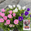 Hezhichun Mixed Color Canterbury Bells Seeds, 1g