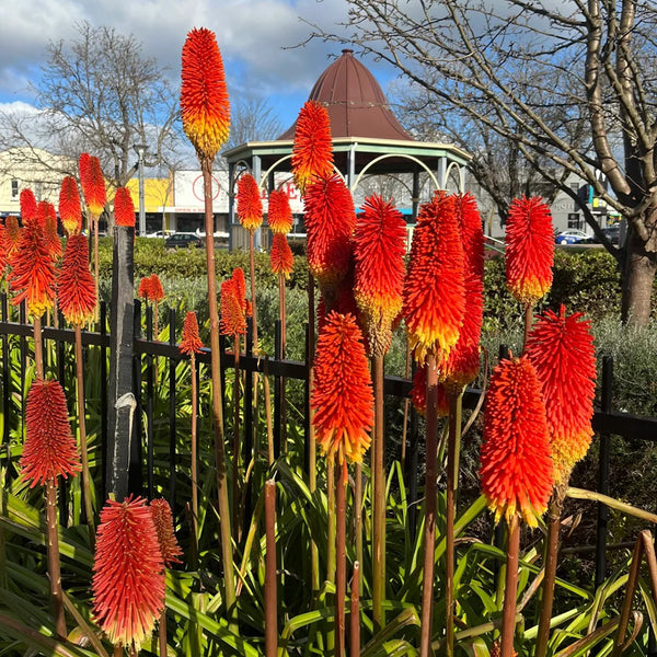 Torch Lily, 100 Seeds