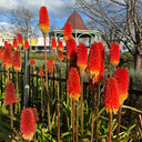 Torch Lily, 100 Seeds