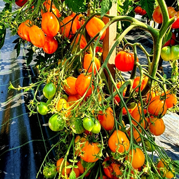 587 Lucfichoise Tomato, 5 Seeds