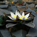 Tulipa regelii, 5 Seeds