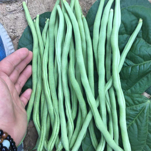 Stringless Snap Bean Seeds, 5 × 10g Bags