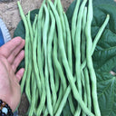 Stringless Snap Bean Seeds, 5 × 10g Bags