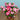 Red Star Hybrid Petunia, 100 Seeds