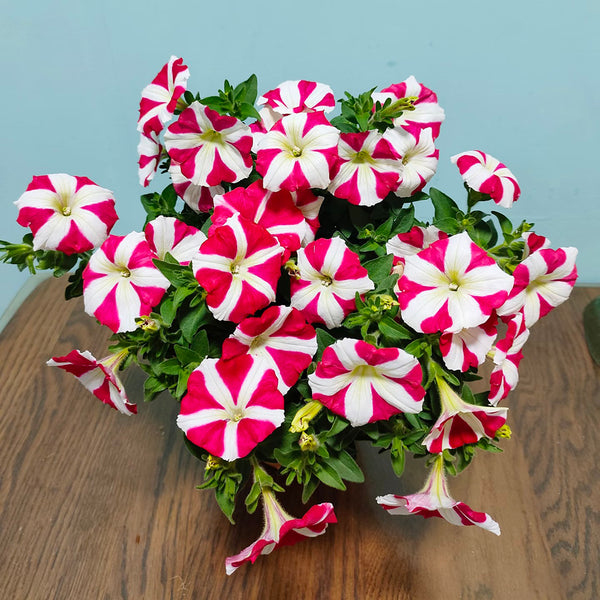 Red Star Hybrid Petunia, 100 Seeds