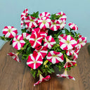 Red Star Hybrid Petunia, 100 Seeds