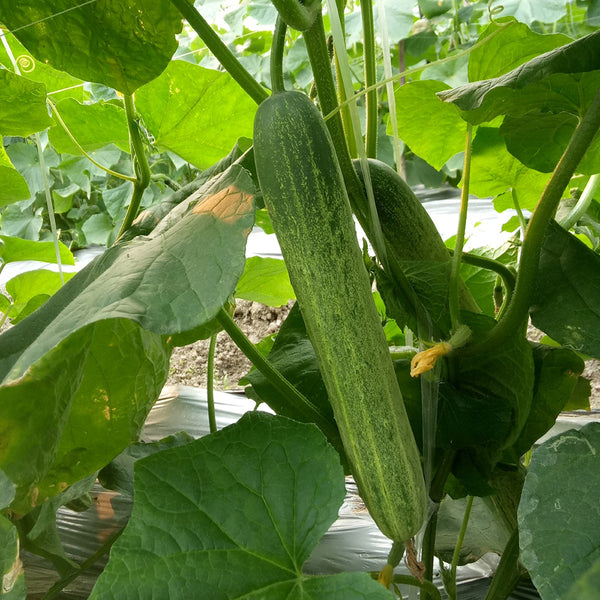 Yanbai No.3 Cucumber Seeds, 10g