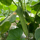 Yanbai No.3 Cucumber Seeds, 10g