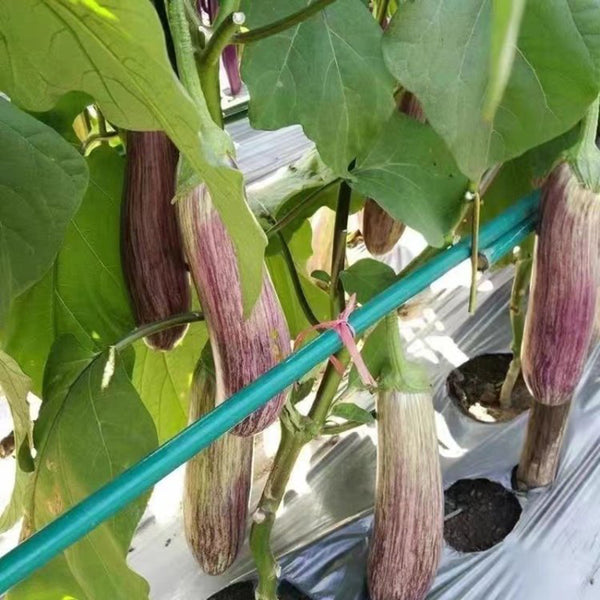 'Yu Zhusiqie 881' Hybrid Eggplant Seeds, 8g