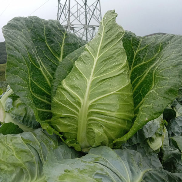 Huachen Oxheart Cabbage Seeds, 10g