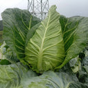 Huachen Oxheart Cabbage Seeds, 10g