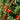 824 Tommy Toe Tomato, 5 Seeds