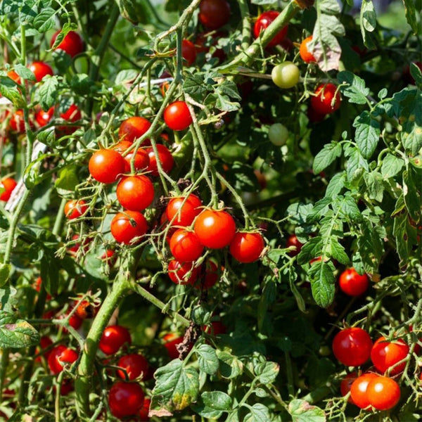824 Tommy Toe Tomato, 5 Seeds