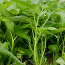 Meifeng No.3 Water Spinach Seeds, 20g