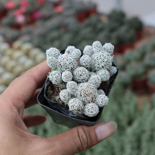 Mammillaria gracilis fragilis 'Thimble Cactus', 3-4cm