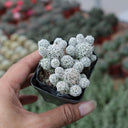 Mammillaria gracilis fragilis 'Thimble Cactus', 3-4cm