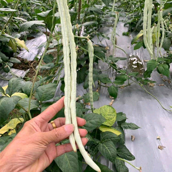 'Zhuzai' Thick-fleshed Sweet Long Bean Seeds, 20g