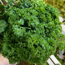 French Parsley Seeds, 2g