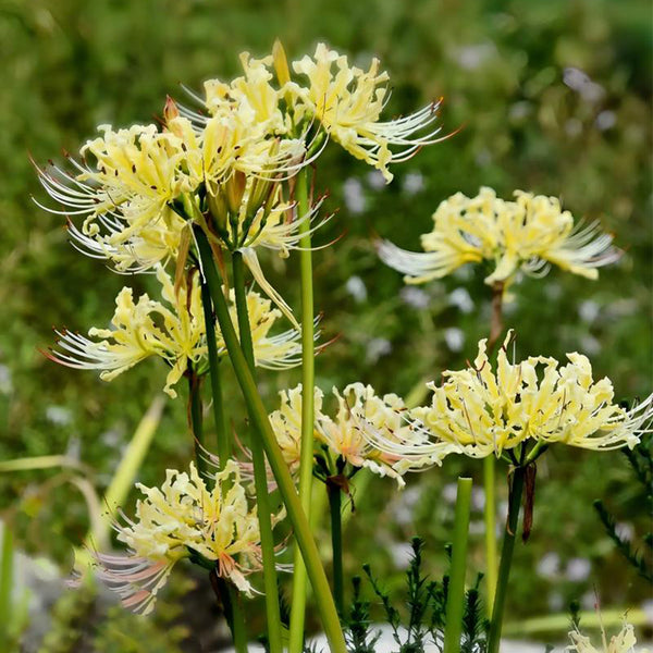 Straw Lycoris, 1 Bulb