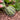 Queen Anne's Pocket Melon, 20 Seeds